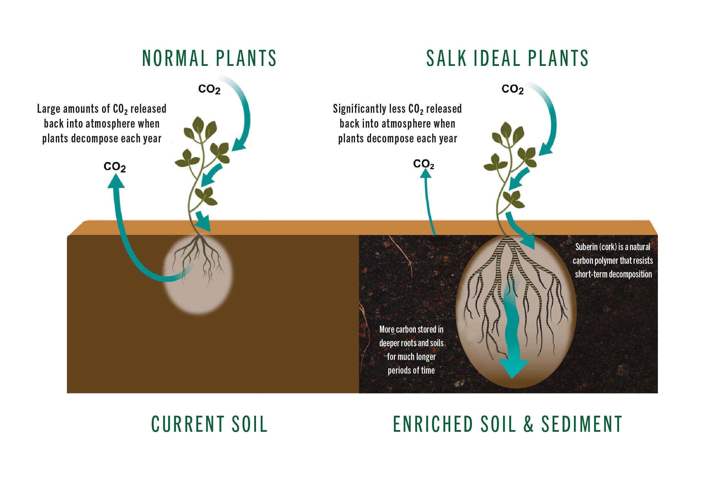 Power of Plants Video Testing - Salk Institute for Biological Studies